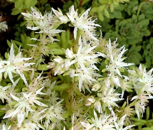 SEDUM CLIFF STONECROP Sedum Glaucophyllum - 300 Samen in loser Schüttung - Bild 1 von 1