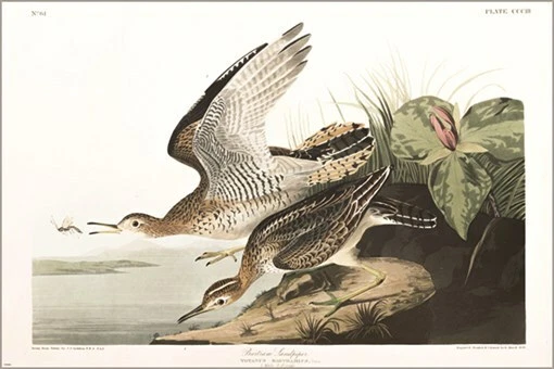 Póster artístico ilustración vintage Bartram Sandpiper de John James Audubon 20x30 Foto 1 de 1