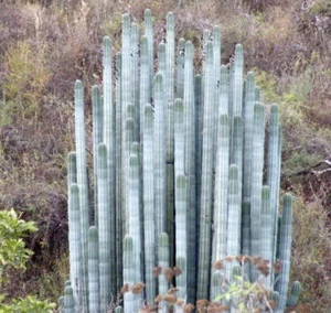 Pachycereus weberi SEEDS - - SEMI - Foto 1 di 6