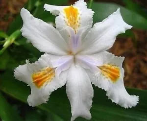 Plants- Iris evansia Species Iris Confusa 'Bamboo Iris' 5 Plants - Picture 1 of 3