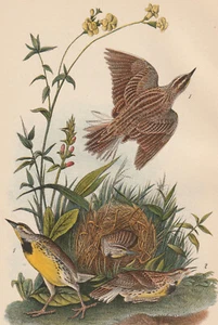 Wiesenlerchennest Wiesenlerche Vogel Warren 1890 Antik Farbdruck Lithographie Kunst - Bild 1 von 5