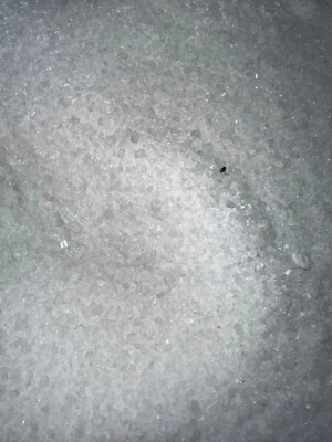 1 kg MicroTop mit Bor+Mangan Bittersalz Blattdünger Thujadünger Koniferendünger - Bild 1 von 3