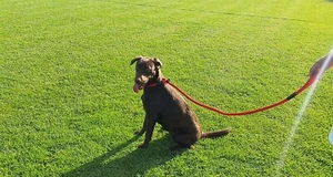 Cuerda de entrenamiento para perro campeón | Plomo deslizante de nailon fuerte | deja de tirar, cuerda deslizante - Imagen 1 de 16