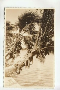 Real Photo Postcard Coconut Palms Miami FL - Picture 1 of 1