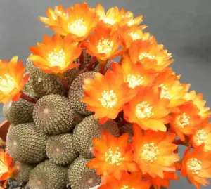 Rebutia heliosa, pot 10 cm (Cod.N62) - Picture 1 of 5