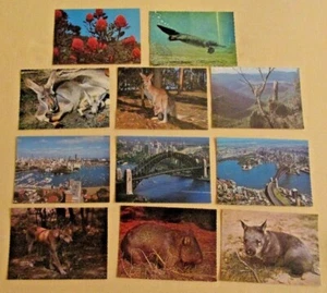 11 Vtg Postcards~AUSTRALIA~3 Sydney~1 Shrub~7 animals (wombat, joey,DingoETC)~UP - Picture 1 of 3