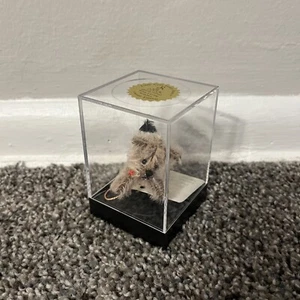 Künstler Chu Ming Wu Little Gem Teddybär Bradlee #48/100 Hund selten mit Etikett & Etui - Bild 1 von 13