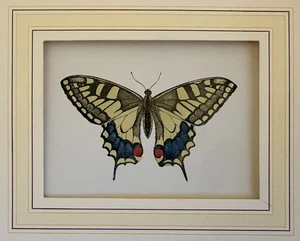 FARFALLE CROMOLITOGRAFIA SCHWALBENSCHWANZ MACAONE PAPILLO MACHAON 1895 BUTTERFLY - Foto 1 di 2