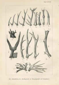 1893 DEER ELK MOOSE ROE HORNS Antique Lithographic Print W.Bolsche Bilz - Picture 1 of 1