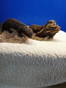 2 OTTER ORNIMENT from SMALL WORLD SCOTTLAND - Picture 1 of 5