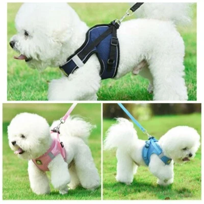 Arnés para perros pequeños - Image 1 of 4