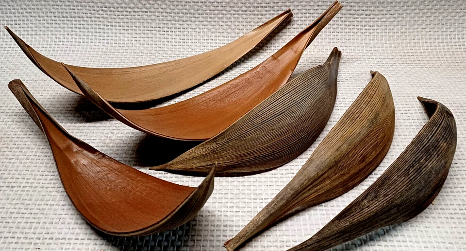 Natur Kokosblatt 30-40 cm gebogen Palmen Blatt Kokoschale zum basteln Dekoschale - Bild 1 von 2