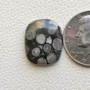 Naturschwarz Fossil Koralle Cabochon Bryozoen Stein Versteinerte Edelstein - Bild 1 von 5