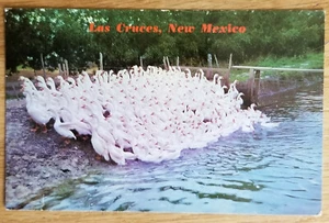 Geese Stahmann Farms Las Cruces Nuevo México Casi Nuevo Postal PC 1963 Petly - Imagen 1 de 1