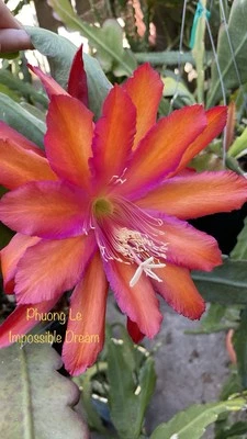 Gran Planta Epiphyllum Orquídea Cactus "Sueño Imposible" Foto 1 de 4