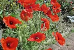 CORN POPPY 100+ SEEDS BRILLIANT RED FLOWER, BEAUTIFUL RED BLOOMS - Picture 1 of 1
