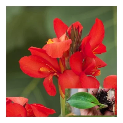 2* Canna Cannova (Red) plug Plants in postable box, send bareroted, no pot - Image 1 of 4