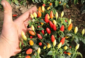 Paprika, Chili "Prairie Fire", Demeter BIO-Saatgut, für Beet u. Topf, 15 Samen - Bild 1 von 3