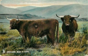 Postcard Highland Bull and Cow Raphael Tuck Unposted Highland Lowland - Imagen 1 de 2