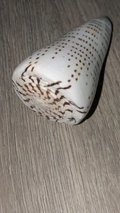  Schöne Vintage Muschel Conus Leopardus Leopardenmuster Fotos ansehen - Bild 1 von 4