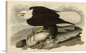 ARTCANVAS Bald Eagle Canvas Art Print by John James Audubon - Picture 1 of 15