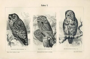 1895 SHORT-EARED OWL LITTLE OWL TAWNY OWL BIRDS Antique Engraving Print - Picture 1 of 1