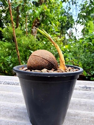 Plastic Flower Pots Planters Set Of 3  Plastic Pot Home Garden Size 26 cm Dia - - Image 1 of 3