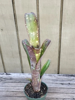 Billbergia  hybrid  rare  exotic bromeliad - Image 1 of 4