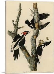 ARTCANVAS Elfenbeinschnabelspecht Leinwand Kunstdruck von John James Audubon - Bild 1 von 14