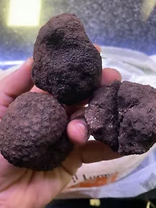 TARTUFO NERO MESENTERICO BAGNOLI IRPINO FRESCO 500gr POLLINO CALABRIA MIX SCELTO - Foto 1 di 12