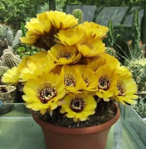 Echinopsis jajoiana var. nigrostoma (20 seeds) - Picture 1 of 5