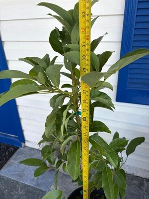 ÁRBOL DE AGUACATE DE DÍA INJERTADO (PERSEA AMERICANA) EN MACETA DE PLÁSTICO DE 1 GALÓN Foto 1 de 4