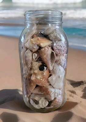 Seashell Collection Variety  In A Ball  Jar Bail  No Top - Image 1 of 4
