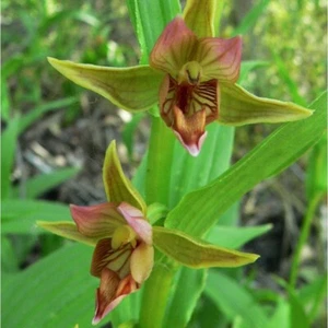 1xTopf Epipactis gigantea - Riesen Stendelwurz garten winterharter orchidee DE - Bild 1 von 11