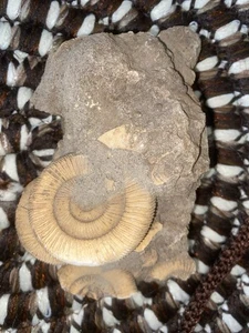 Ammonite Fossil Beautiful Jurassic Callovian ammonites Cluster 5.5” See Pictures - Picture 1 of 11