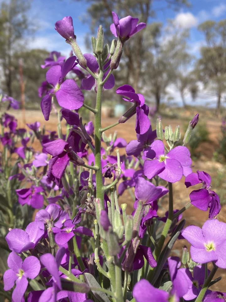 Stock Seeds  Purple Flower Attracts Pollinators Very strong aroma - Image 1 of 1
