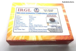 INDONESIO DIECISÉIS 16 FACETAS MUKHI COLECCIONISTA RUDRAKSHA CUENTA ELÉCTRICA MÁS RARA RUDRAKSH - Imagen 1 de 3