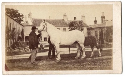 FOTO CDV de animales espectáculo cría de caballos potro y perro Carlisle England Bell's c1880s Foto 1 de 2