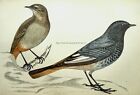 c1867 Antique Bird Print BLACKSTART A History of British Birds by F.O. Morris