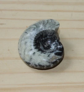 75MM Polished Perisphinctes Ammonite Fossil Nautilus Jurassic 360 Million yr old - Picture 1 of 3
