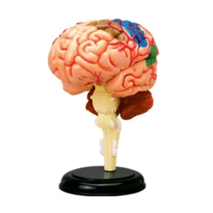 Human Brain Display Medical Model Anatomical Model for Science Research Learning - Picture 1 of 8