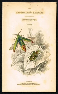 Original 1835 handkolorierter Kupferstich - Naturalist’s Library Beetles Titelblatt - Bild 1 von 7
