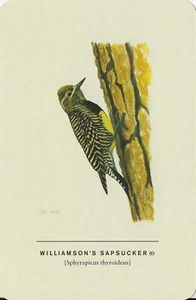 Postcard D Sibley "Williamsons Sapsucker" Fem. 2018 (Sphyrapicus thyroideus) MNT - Picture 1 of 1
