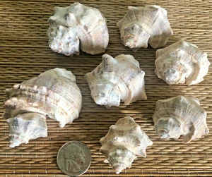 7 THAI MATABILIS SEA SHELLS - CRAFTING COLLECTION OR HERMIT CRAB - Picture 1 of 5