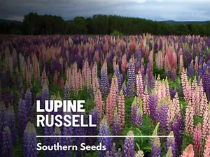 Lupine, Russell - 50 Seeds - Pollinator & Hummingbird Friendly - Sow in Fall or - Picture 1 of 11