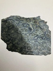 Kambaba Jasper Stromatolite 5 1/4” x 4” Rough Slab Lapidary Cabbing - Picture 1 of 3