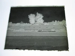 (1) LATE 1800s GLASS NEGATIVE. "WASHINGTON PARK IN FLOWERS , CHICAGO, IL" - Picture 1 of 2