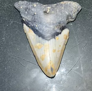"Diente de dinosaurio grande natural de 2,8"" OBO fósil MEGALODON" - Imagen 1 de 3