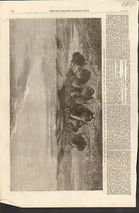 #01-0203 12/6/1862 ANTIQUE PRINT (USA) - HERD OF BISON - Picture 1 of 1
