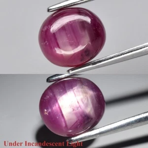 π 1.70ct Oval Cabochon Purplish Red 6 Ray Star Ruby - Heated Glass Filling, Gem - Picture 1 of 12